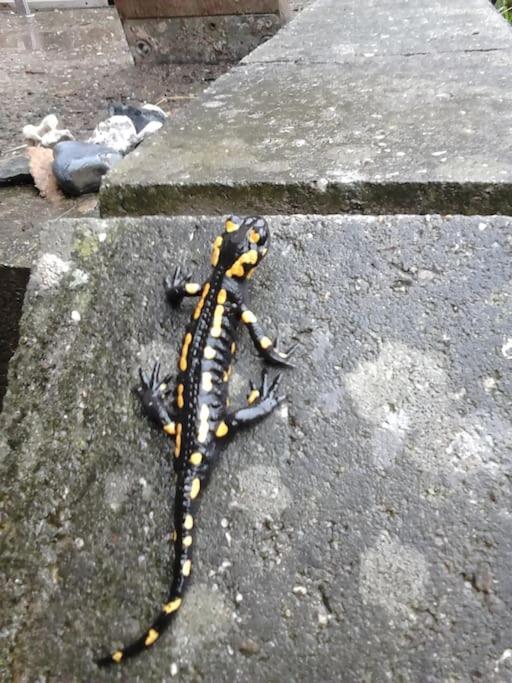 Ferienwohnung Salamander بيرنا المظهر الخارجي الصورة